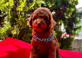 Red Brown Toy Poodle Yavrular